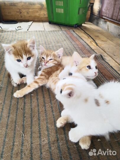 Отдам котят