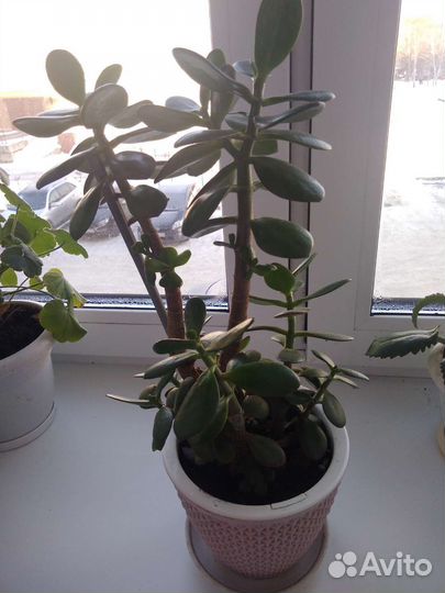 Крассула толстянка