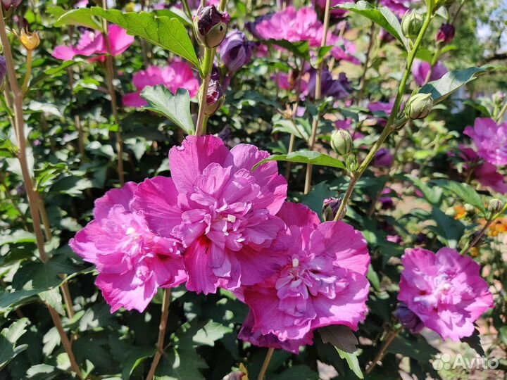 Гибискус сирийский махровый и травянистый