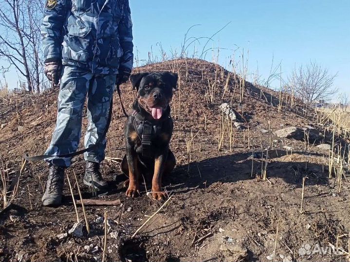 Вязка ротвейлера