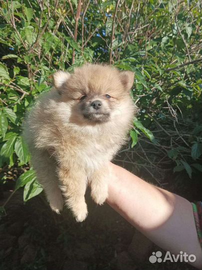 Немецкий Шпиц