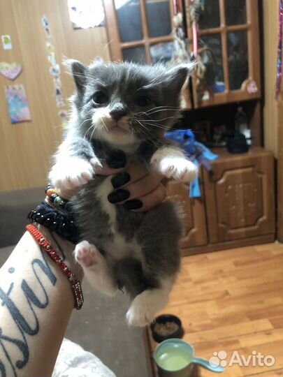 Котята в дар