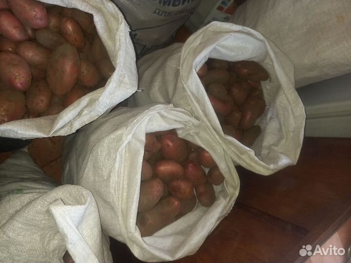 Продам картофель