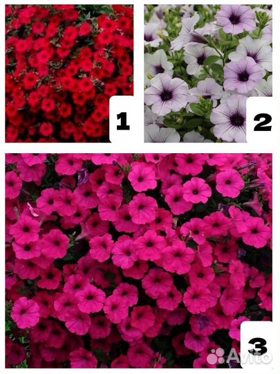 Рассада ампельной петунии