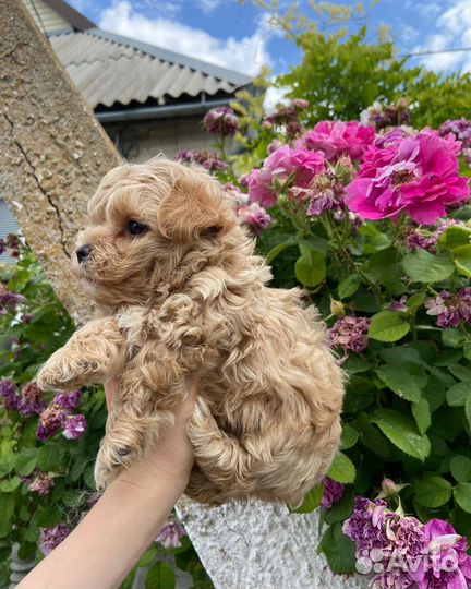 Мальтипу микро ф1 корея нереальные