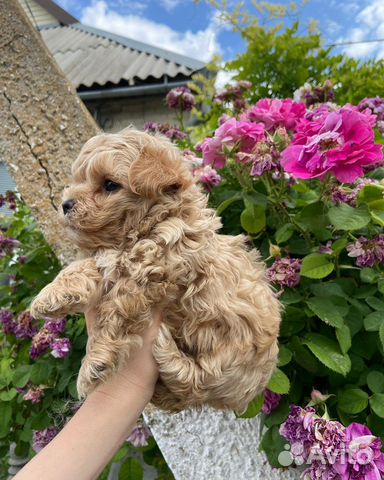 Мальтипу микро ф1 корея нереальные