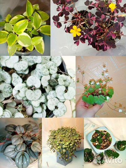 Цимбалярия,церопегия,оксалис,пеперомия