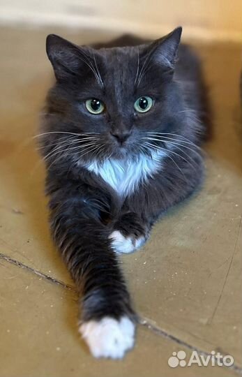 Ева в добрые руки