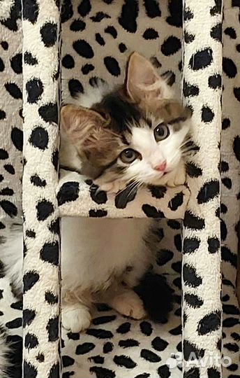 Норвежские лесные котята в дар