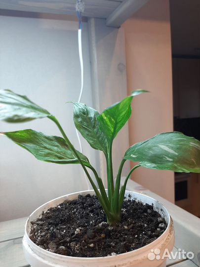 Спатифиллум домино