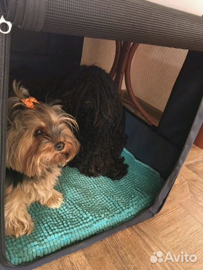 Передержка для собак/ зоогостиница / догситтер