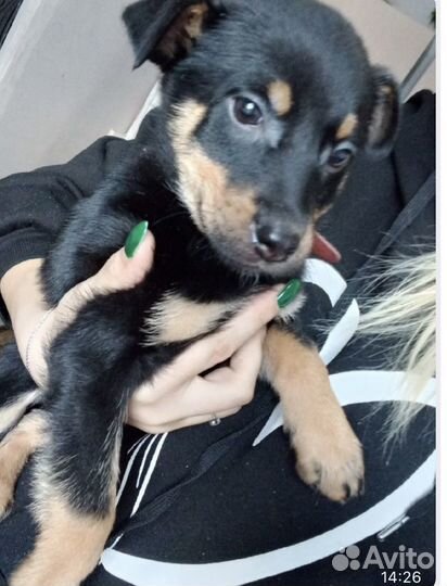 Радость в дом