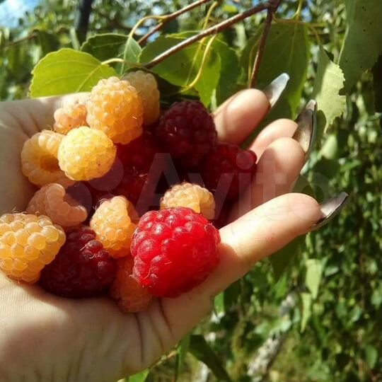 Дом 90 м² на участке 20,9 сот.