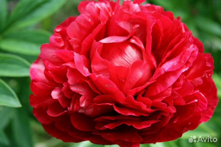 Продам саженцы сортовых пионов