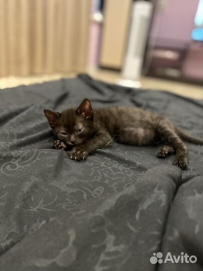 Котенок меланистик