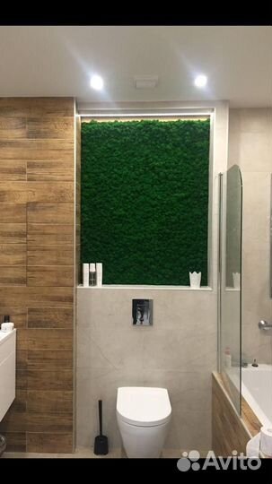 Мох Растения Фитостены