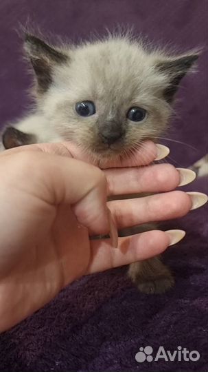Котята сиамы помесь