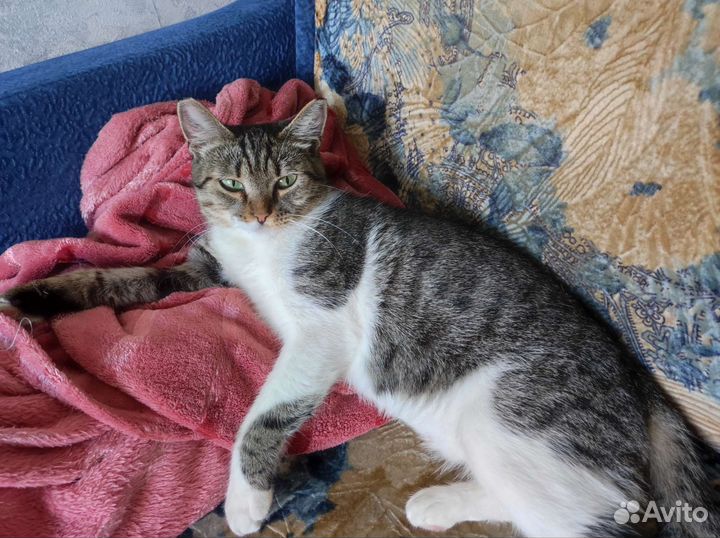 Кошка бесплатно