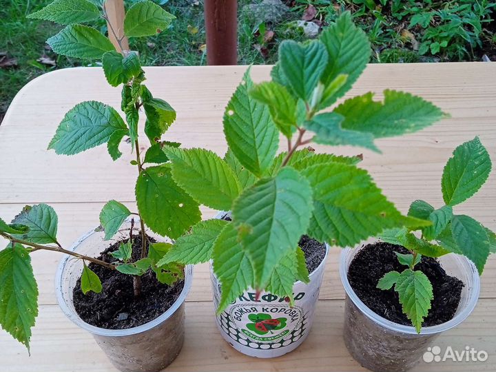 Саженцы кустарников и деревьев