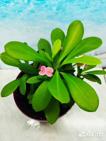 Молочай миля