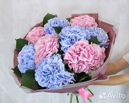 Гортензия срезка