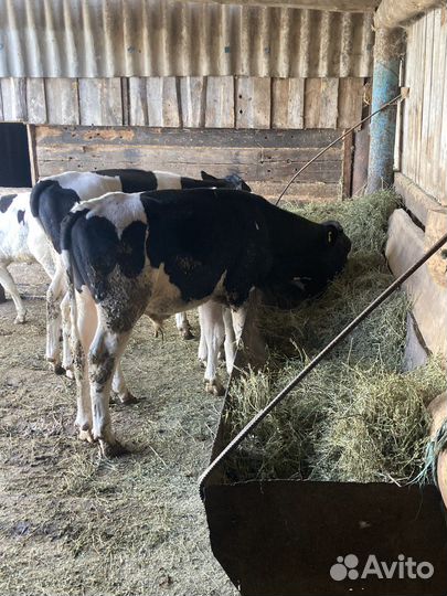 Бычки и телята