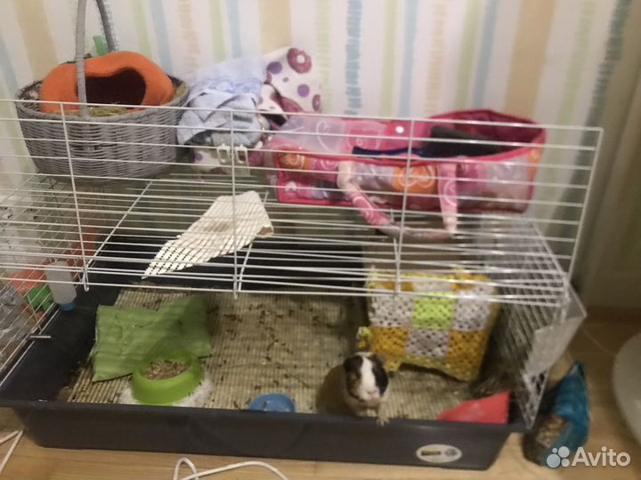 Морская свинка