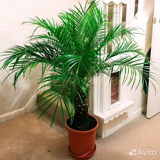 Семена экзотических комнатных растений