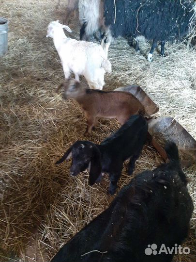 Нубийские козы козлята