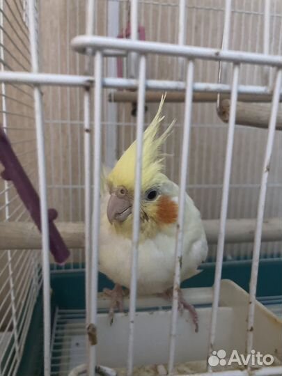 Попугай корелла