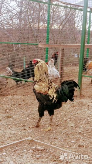 Инкубационное яйцо Гергебельской породы кур