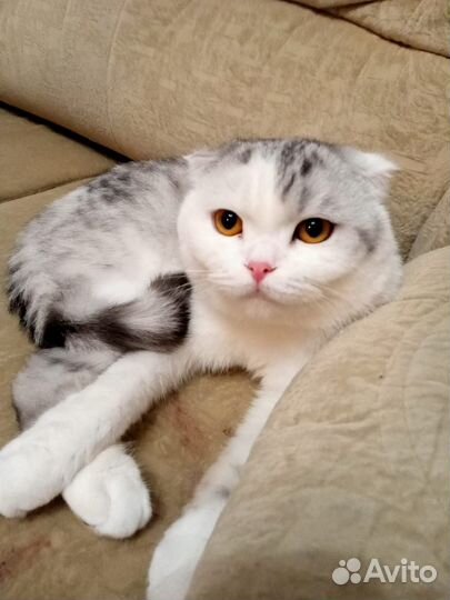 Продам кота