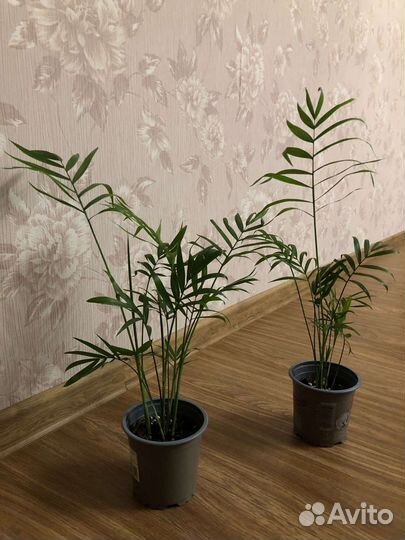 Хамидорея, Дипсис