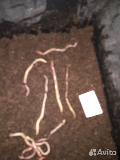 Черви самоловы-Наживка №1\Приманка на Царь рыбу