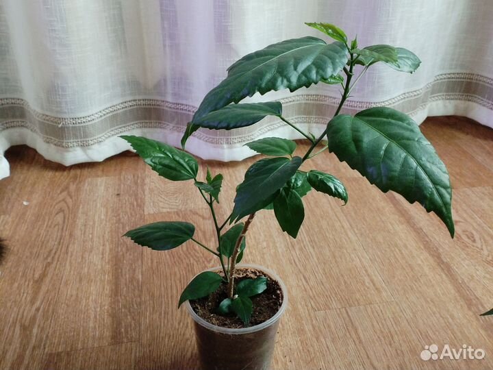 Гибискус китайская роза