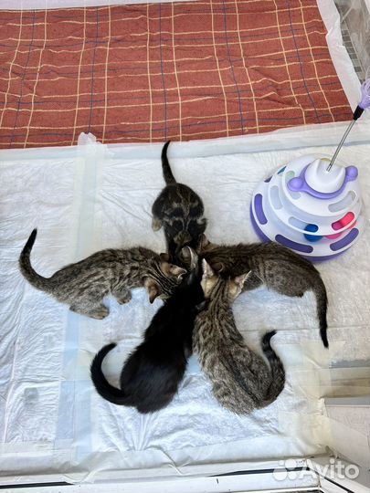Отдам котят в добрые руки