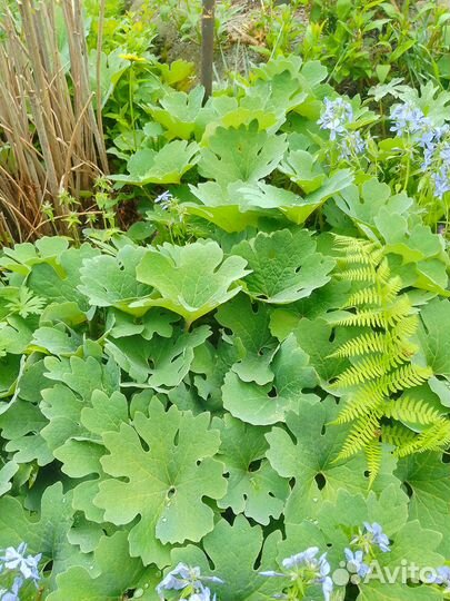 Продам цветы