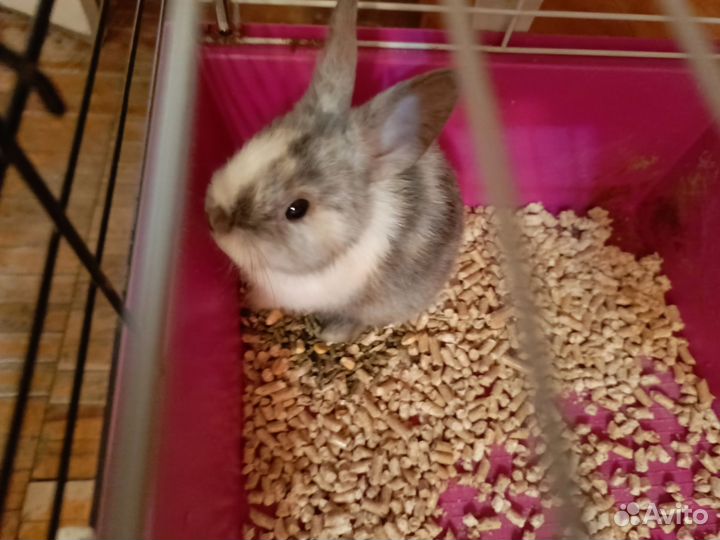 Декоративные кролики