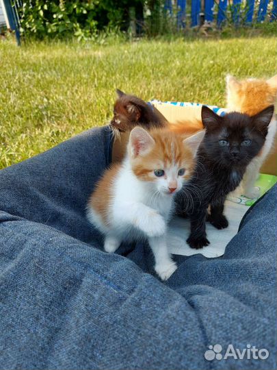 Котята