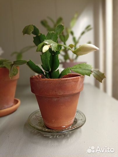 Декабрист шлюмбергера цветущий