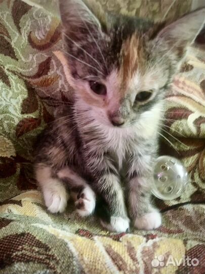 Отдам бесплатно котенка