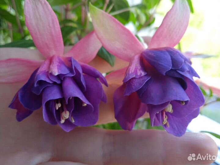 Фуксия Dolche Elizabeth