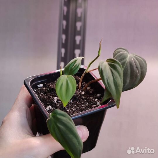 Филодендрон миканс