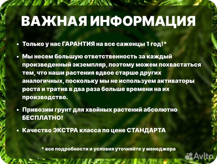 Голубая ель крупномер с гарантией