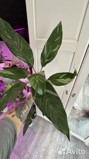 Спатифиллум даймонд вариегатный