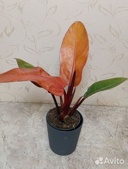 Филодендрон принц оранж
