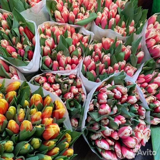 Тюльпаны Оптом