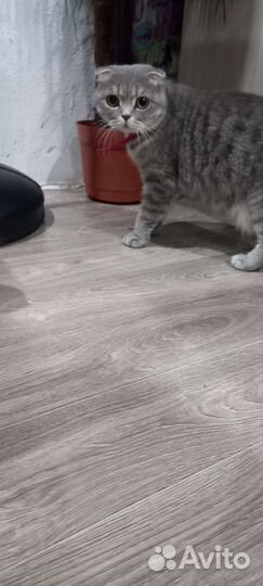 Шотландские вислоухие котята