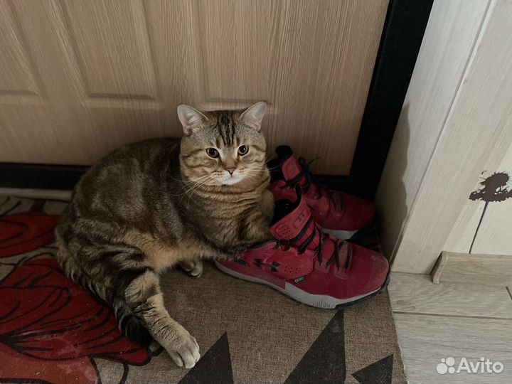 Шотландский кот вязка бесплатно