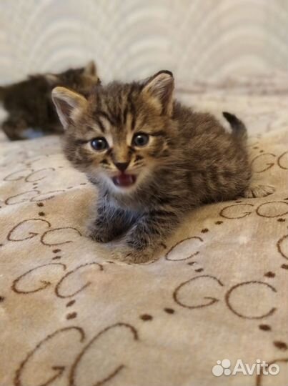 Котята в добрые руки бесплатно